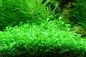 Preview: Glossostigma elatinoides/ Australisches Zungenblatt 1-2-Grow!